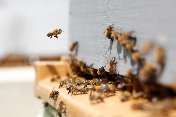 Čebelarska zveza Slovenije išče svetovalca specialista za ekonomiko čebelarjenja